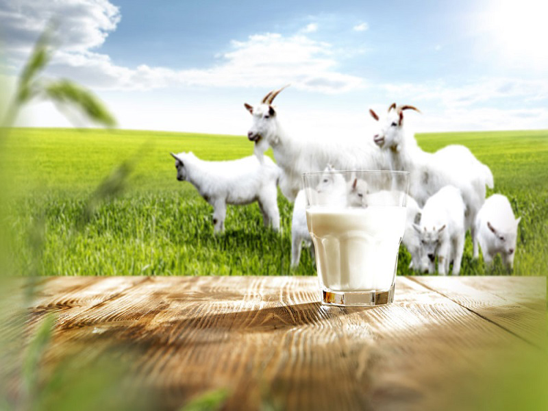 Auramil Goat Baby nhập khẩu nguyên liệu sữa dê từ Hà Lan